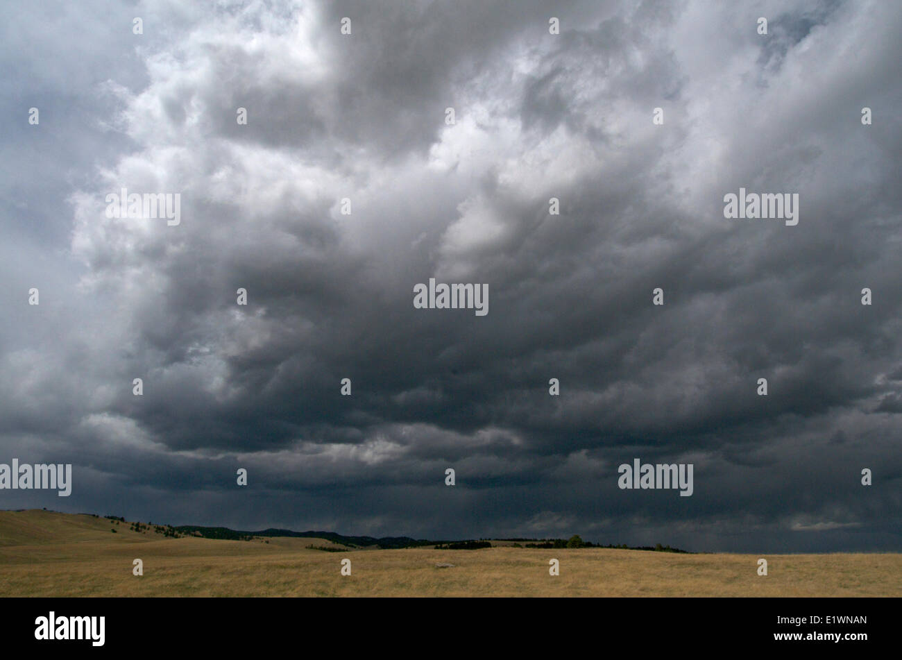 Tempesta violenta nuvole edificio su prairie praterie con pioggia sull'orizzonte. Custer State Park South Dakota Nord Foto Stock Tempesta violenta nuvole edificio su prairie praterie con pioggia sull'orizzonte. Custer State Park South Dakota Nord Foto Stock