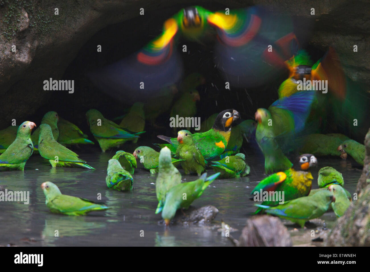 Arancio-cheeked Parrot (Pionopsitta barrabandi) in corrispondenza di una argilla leccare in Ecuador, Sud America. Foto Stock