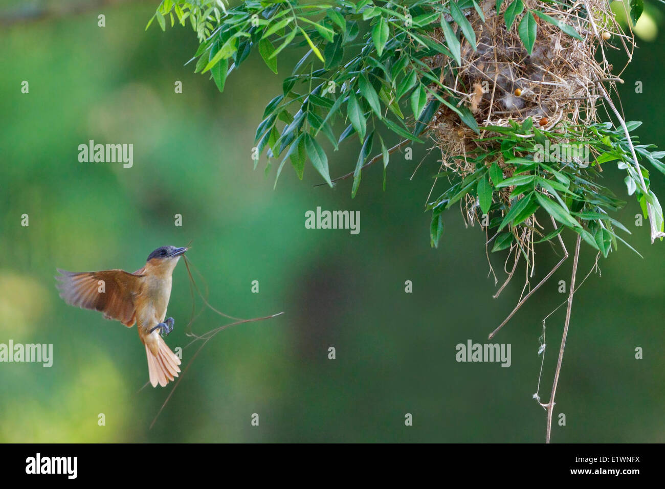 Rose-throated Becard (Pachyramphus aglaiae) costruire un nido in Costa Rica, America centrale. Foto Stock