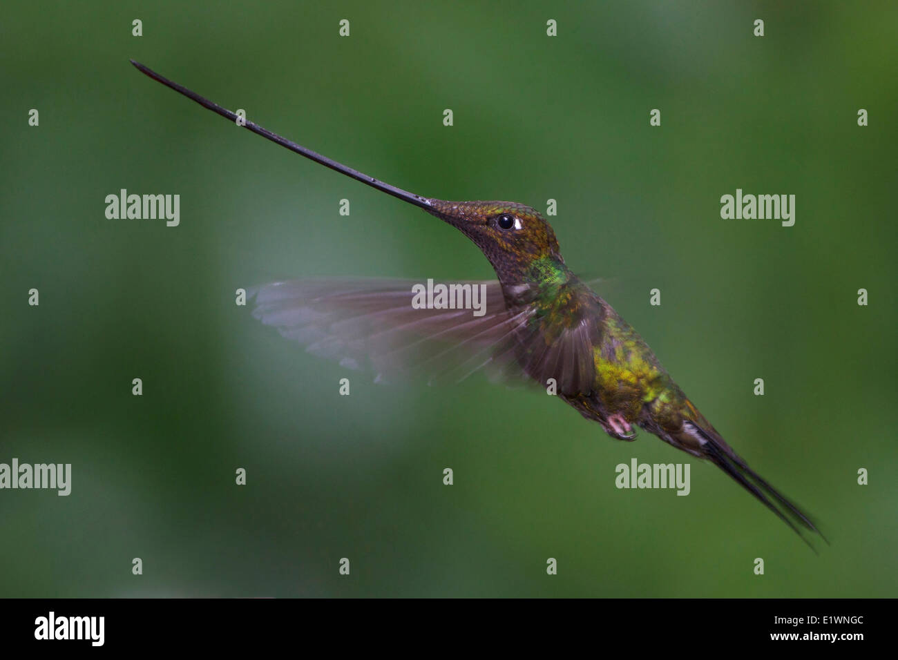 Spada-fatturati Hummingbird (Ensifera ensifera) battenti in Ecuador orientale, Sud America. Foto Stock