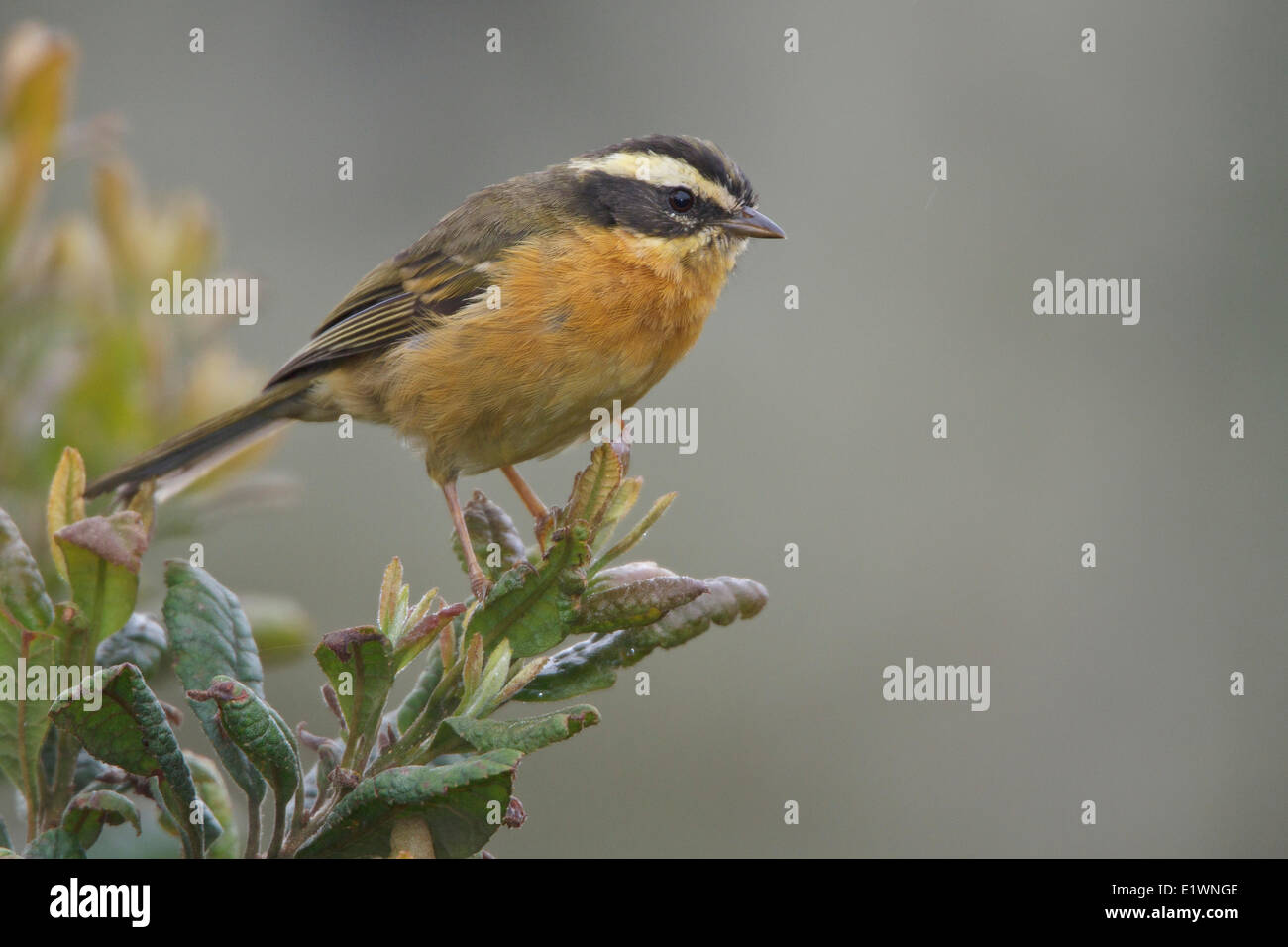 A tre strisce (Hemispingus Hemispingus trifasciatus) appollaiato su un ramo in Bolivia, Sud America. Foto Stock