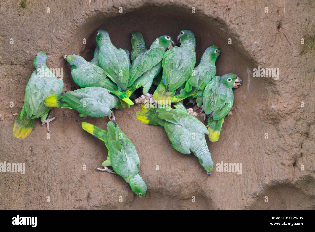 Giallo-incoronato Amazon (Amazona ochrocephala) in corrispondenza di una argilla leccare in Ecuador, Sud America. Foto Stock