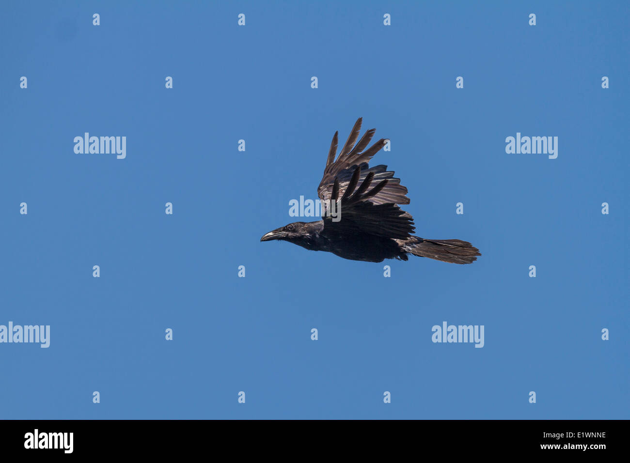 Comune di Corvo Imperiale (Corvus corax) Comune Raven in volo. Cranbrook, British Columbia, Canada Foto Stock