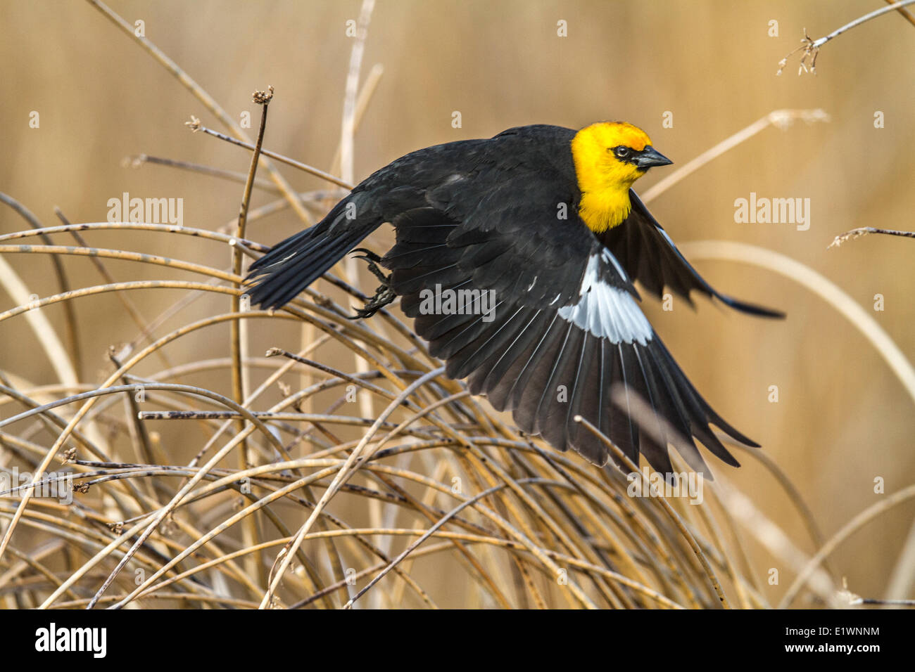 Testa gialla Blackbird (Xanthocephalus xanthocephalus) decollo dall'erba lunga, Frank Lago, Alberta, Canada Foto Stock