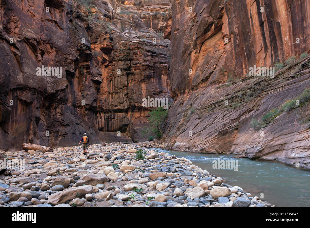 Escursionista in si restringe lungo il fiume vergine, Parco Nazionale Zion, Utah, Stati Uniti Foto Stock