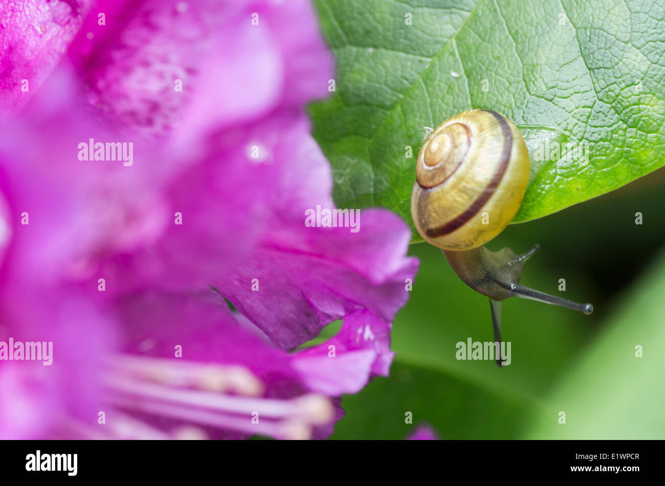 In prossimità di una lumaca (Helix Aspersa) su una foglia accanto a un fiore viola. Foto Stock