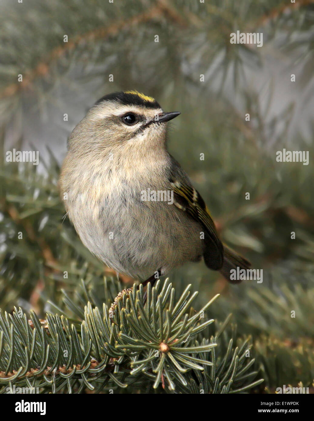 Una femmina di Golden-incoronato Kinglet, Regulus satrapa, appollaiato su un ramo in Saskatoon, Saskatchewan, Canada Foto Stock