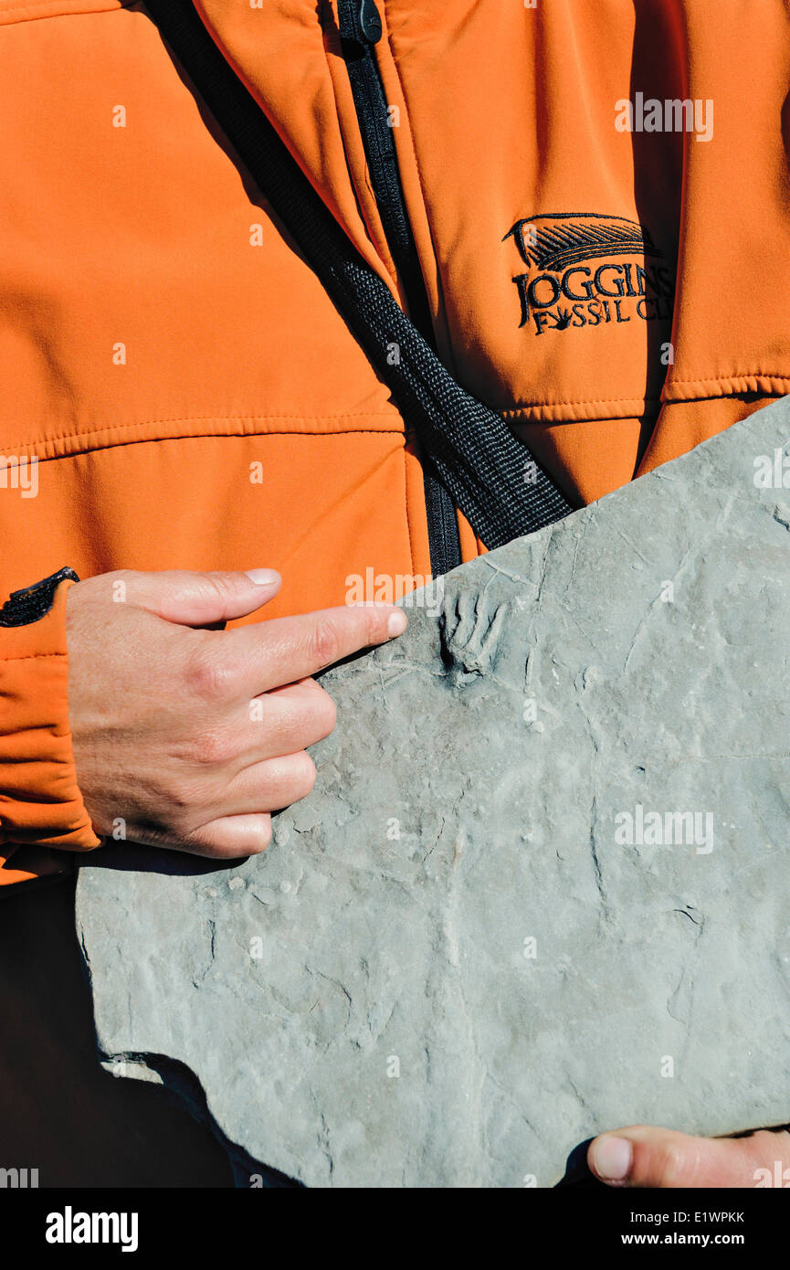 Tour leader punti a tetrapod impronta fossile/pista di rana antenato trovato sulla spiaggia sottostante Falesie fossilifere di Joggins. Baia di Fu Foto Stock