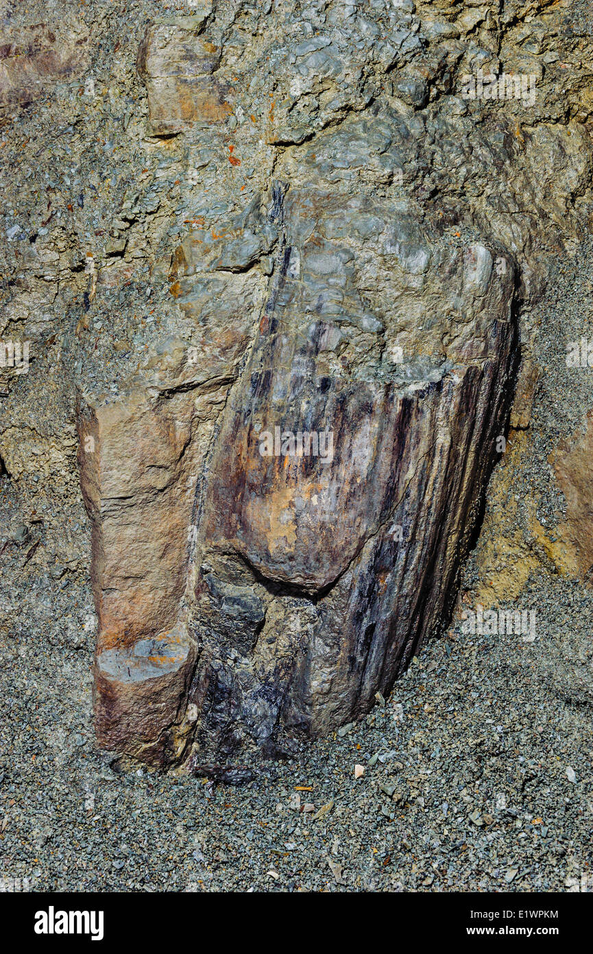 Fossil lycopsid tronco di albero alcuni 300 millionyears vecchio carbone età carbonifero di foreste esposti dalla baia Fundy maree. Foto Stock