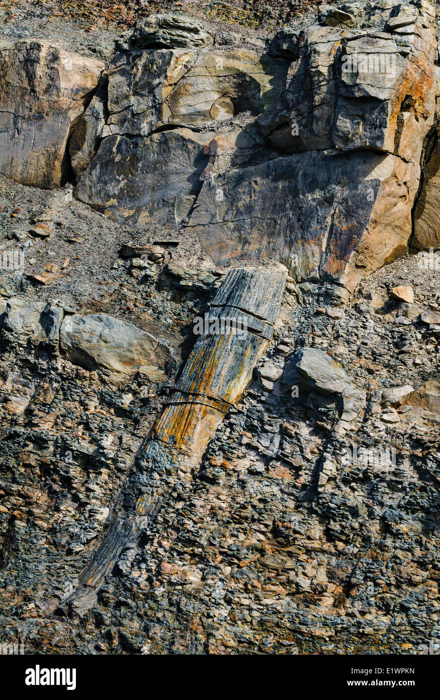 Fossil lycopsid tronco di albero del carbone età carbonifero di foreste esposti dalla baia Fundy maree. Falesie fossilifere di Joggins Nova Foto Stock