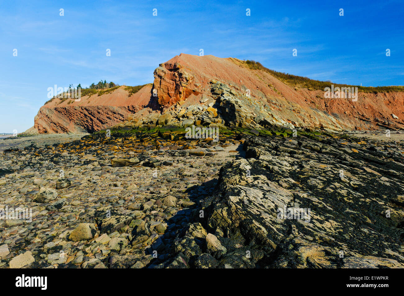 Falesie fossilifere di Joggins dove Bay Fundy maree esporre fossili carbone età carbonifero di foreste risalenti a 300 milioni di anni fa. Foto Stock