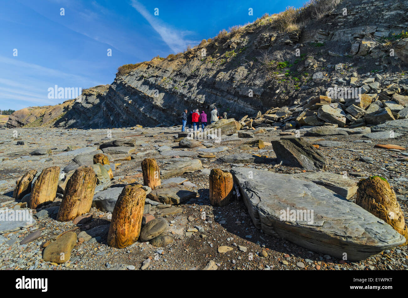 Resti di pontili in legno e pontili da miniere di carbone si trova sulla spiaggia al di sotto delle Falesie fossilifere di Joggins. Baia di F Foto Stock