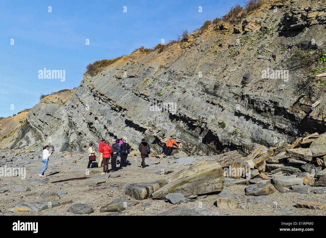 I turisti a caccia di fossili carbone età carbonifero di foreste che vengono scoperti nelle Falesie fossilifere di Joggins dalla baia o Foto Stock