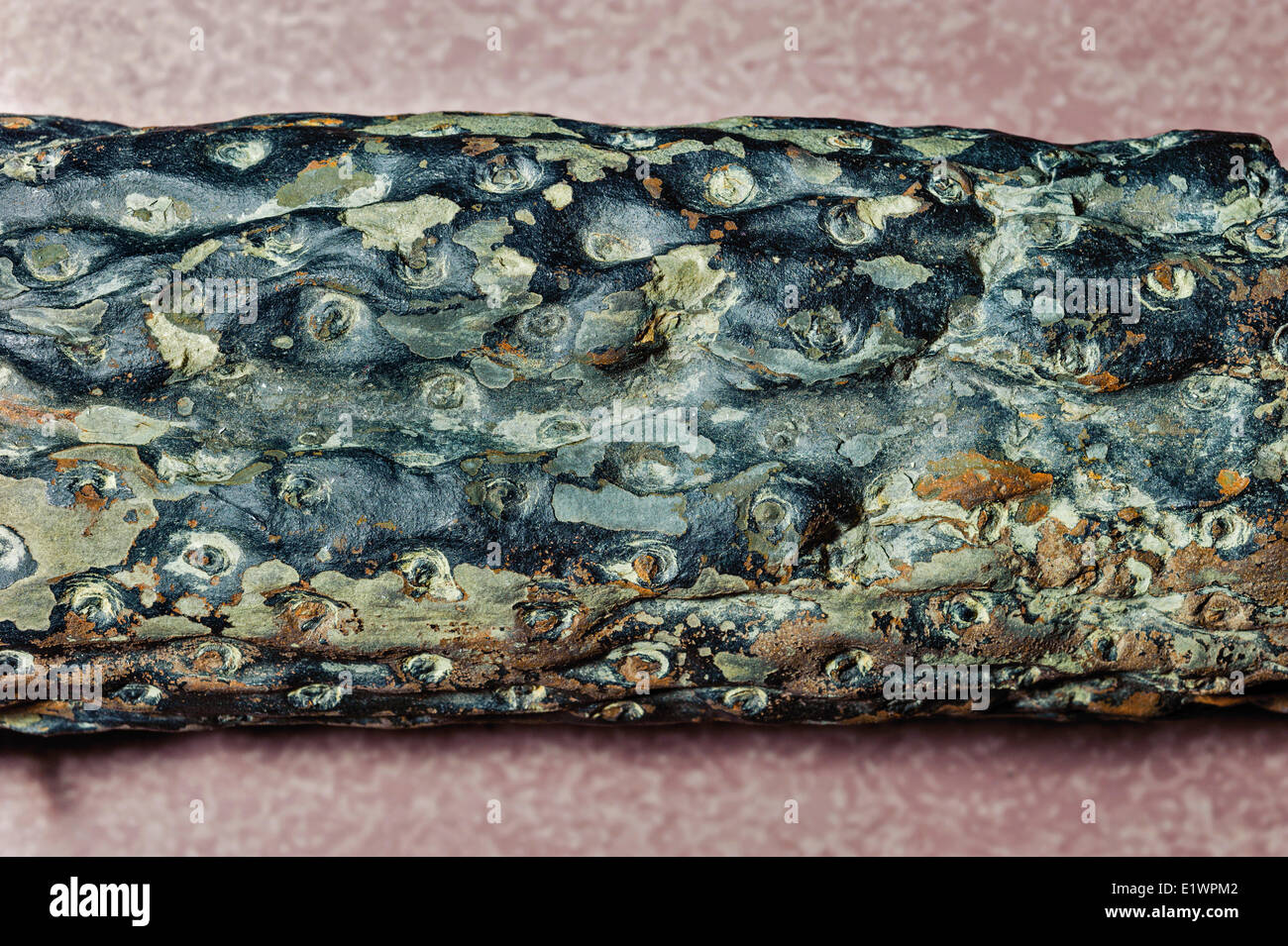 Impianto fossile radici (Stigmaria ficoides) raccolti da Don Reid sul display in corrispondenza di Joggins Centro di fossili. Baia Fundy Nova Scotia. Foto Stock