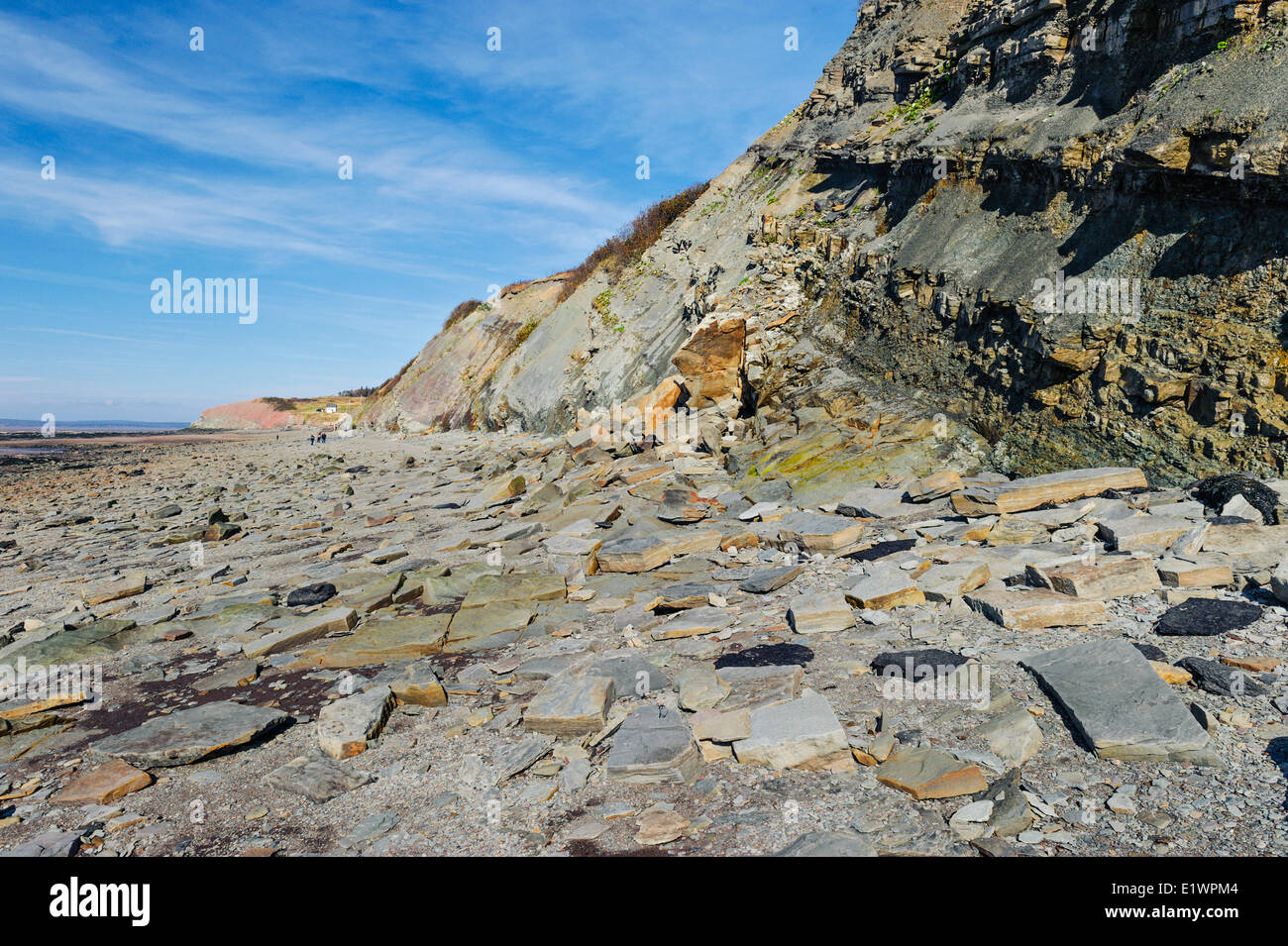 Falesie fossilifere di Joggins dove Bay Fundy maree esporre fossili carbone età carbonifero di foreste risalenti a 300 milioni di anni fa. Foto Stock