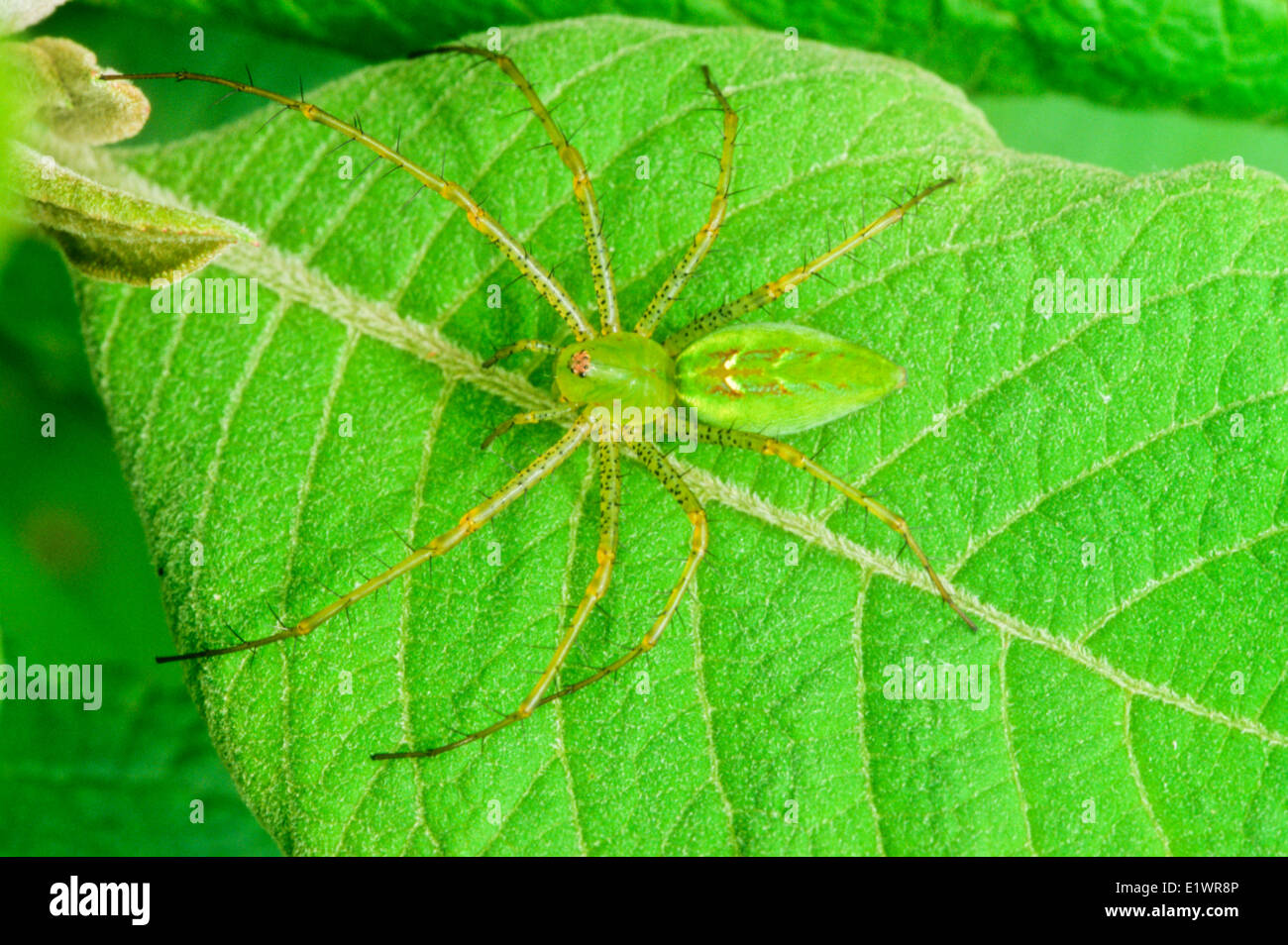 Peucetia viridans, Verde Lynx spider, Araneae, Oxyopidae, artropodi, Costa Rica, foresta pluviale Spider, orizzontale Foto Stock