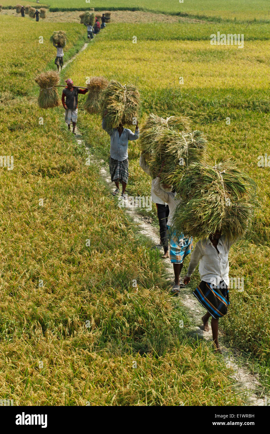 Aus stagione: agricoltore sono occupati con la raccolta di riso Foto Stock
