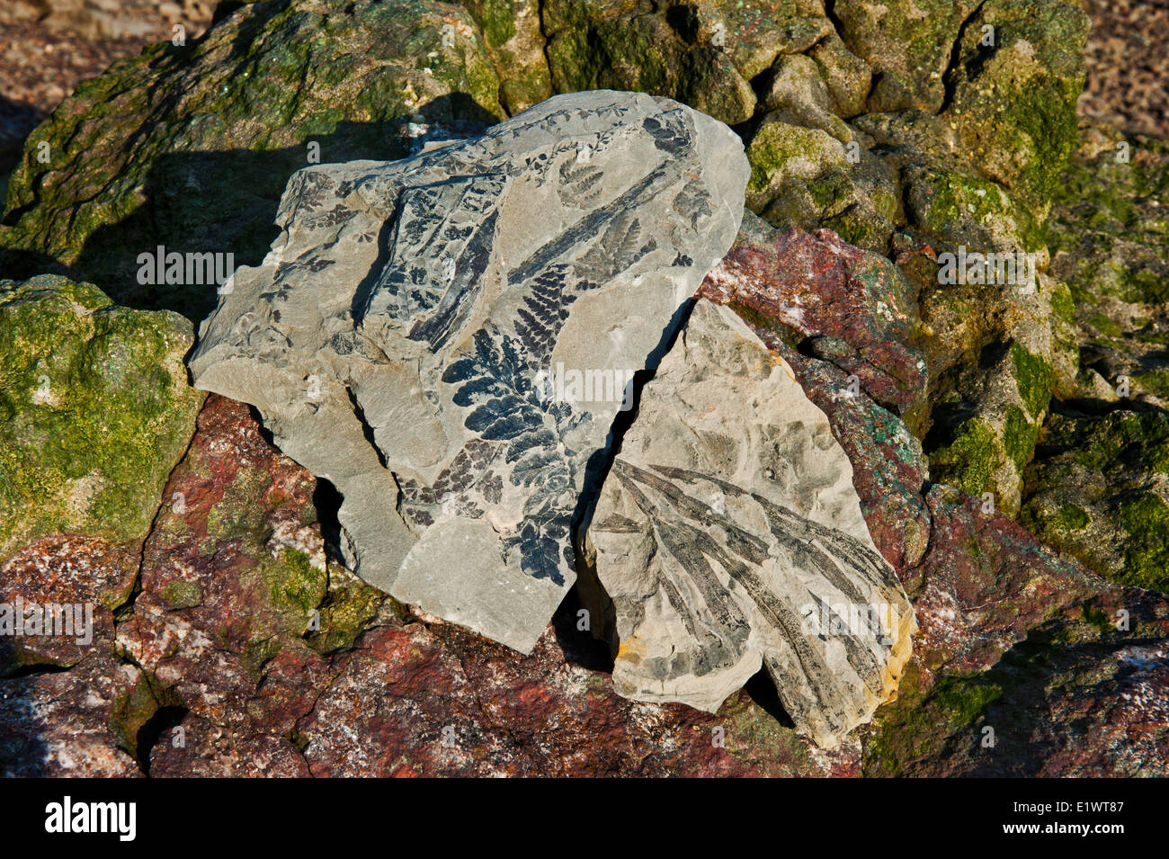 La felce fossili vegetali. La Baia di Fundy bacino è uno dei più ricchi di fossili di depositi nell'emisfero occidentale. Wasson Bluff Nova Foto Stock