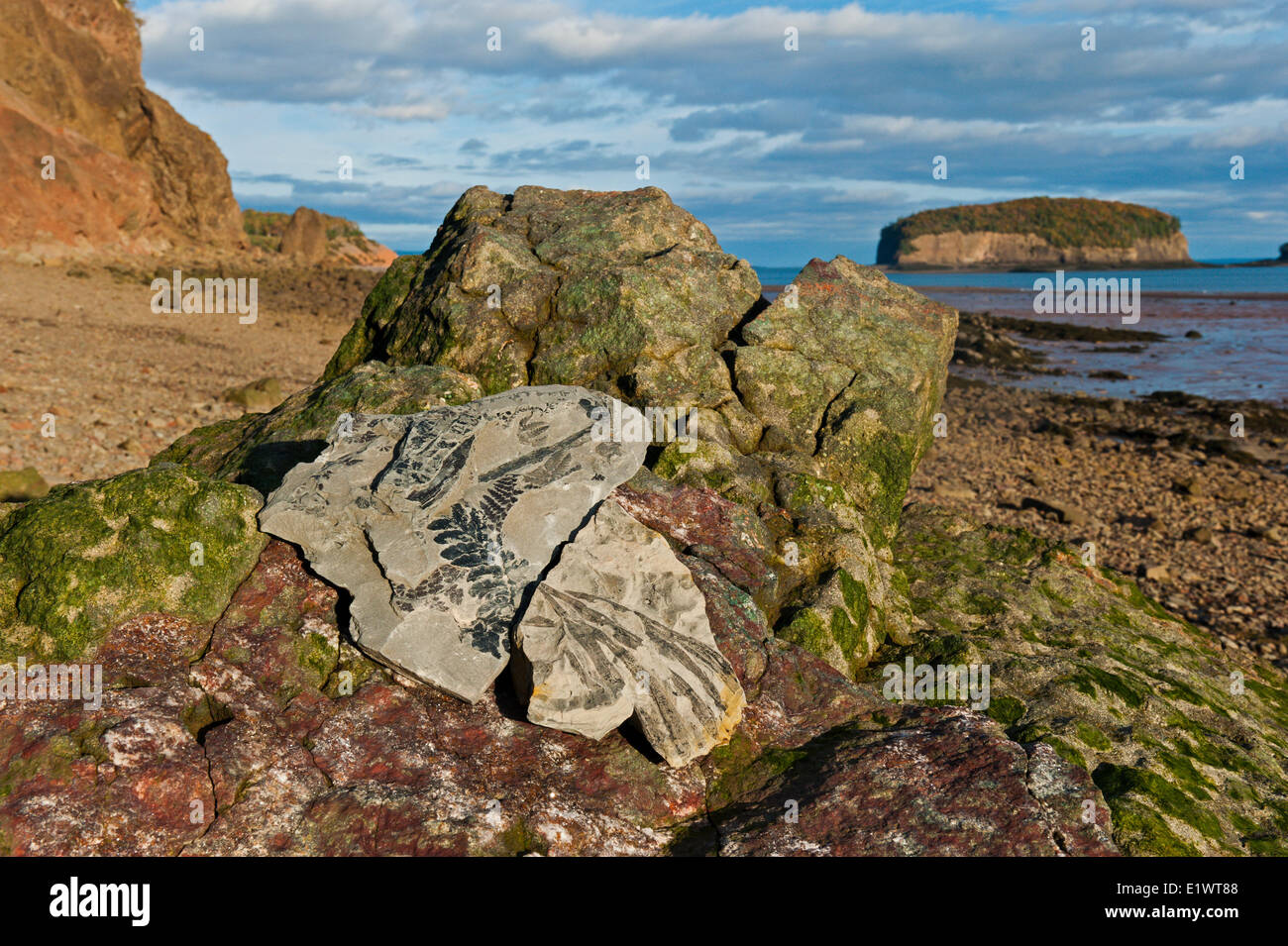 La Baia di Fundy bacino è uno dei più ricchi di fossili di depositi nell'emisfero occidentale. Wasson Bluff, Nova Scotia, Canada. Foto Stock