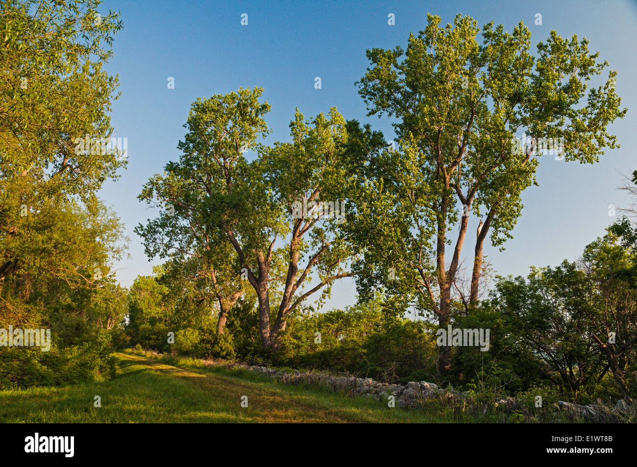 Pioppi neri americani orientale (Populus deltoides). Carolinian foresta sul Lago Erie meridionale del litorale. Magee Marsh, Ohio. Stati Uniti d'America. Foto Stock