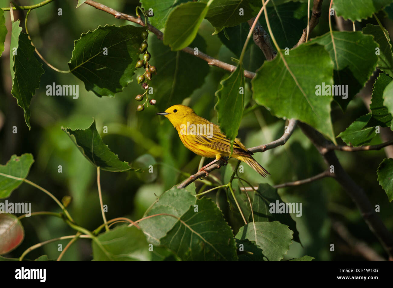 Maschio giallo trillo (Dendroica petechia) nell est pioppi neri americani (Populus deltoides). Carolinian foresta sul Lago Erie del sud Foto Stock