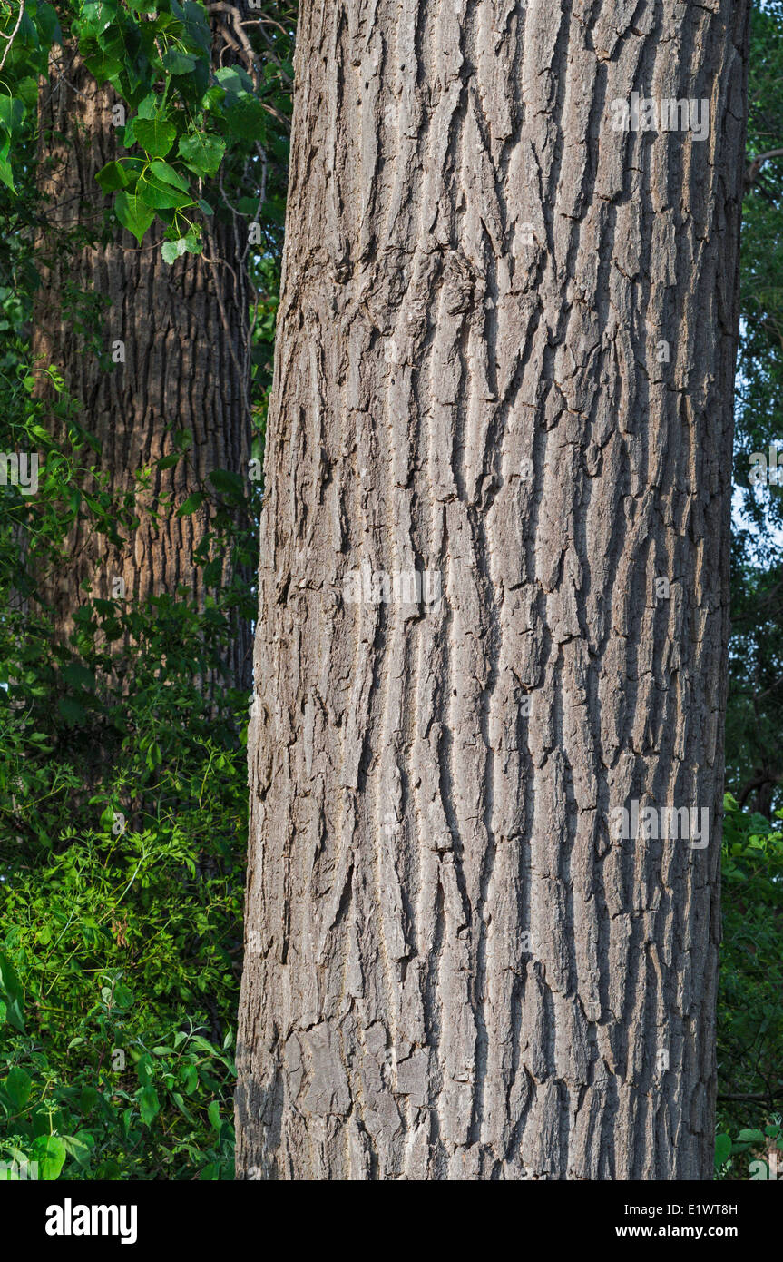Pioppi neri americani orientale (Populus deltoides). Carolinian foresta nella regione del Niagara. Short Hills Parco Provinciale, Ontario. In Canada. Foto Stock