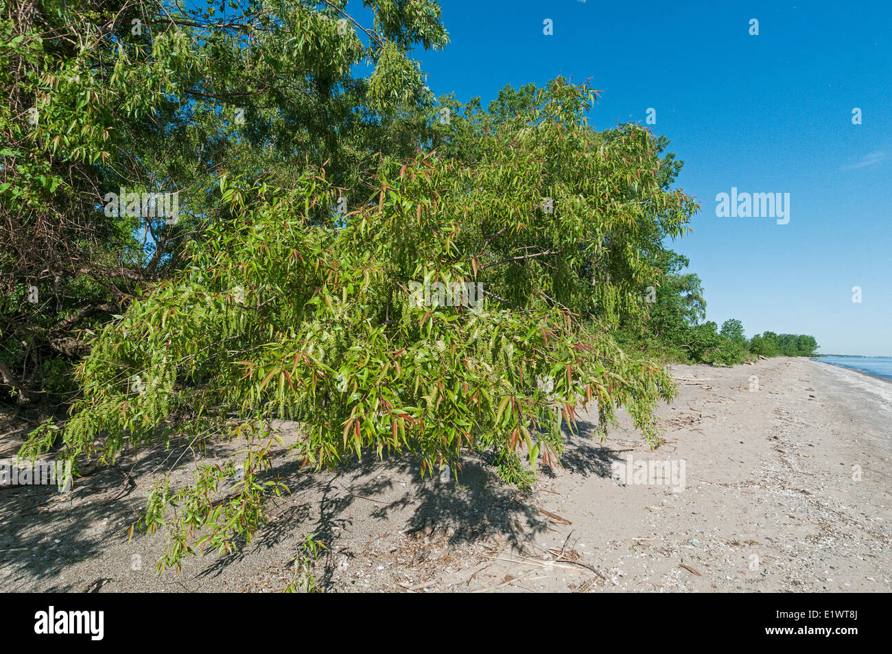 Salice nero (Salix nigra) sul Lago Erie meridionale del litorale. Magee Marsh, Ohio. Stati Uniti d'America. Foto Stock