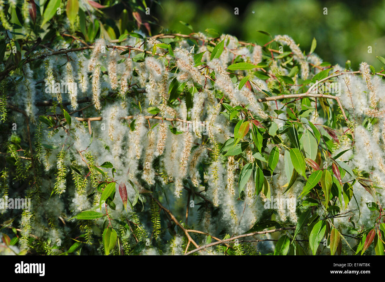 Salice nero (Salix nigra) amenti. Il lago Erie meridionale del litorale. Magee Marsh, Ohio. Stati Uniti d'America. Foto Stock