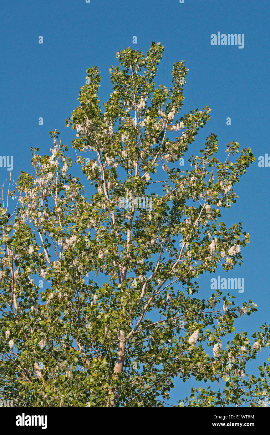 Pioppi neri americani orientale (Populus deltoides)semi contenuti in amento-come frutti. Carolinian foresta nella regione del Niagara. Short Hills Foto Stock