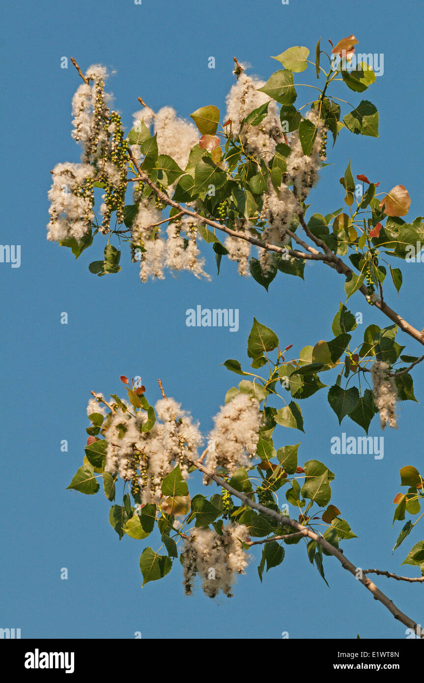 Pioppi neri americani orientale (Populus deltoides)semi contenuti in amento-come frutti. Carolinian foresta nella regione del Niagara. Short Hills Foto Stock