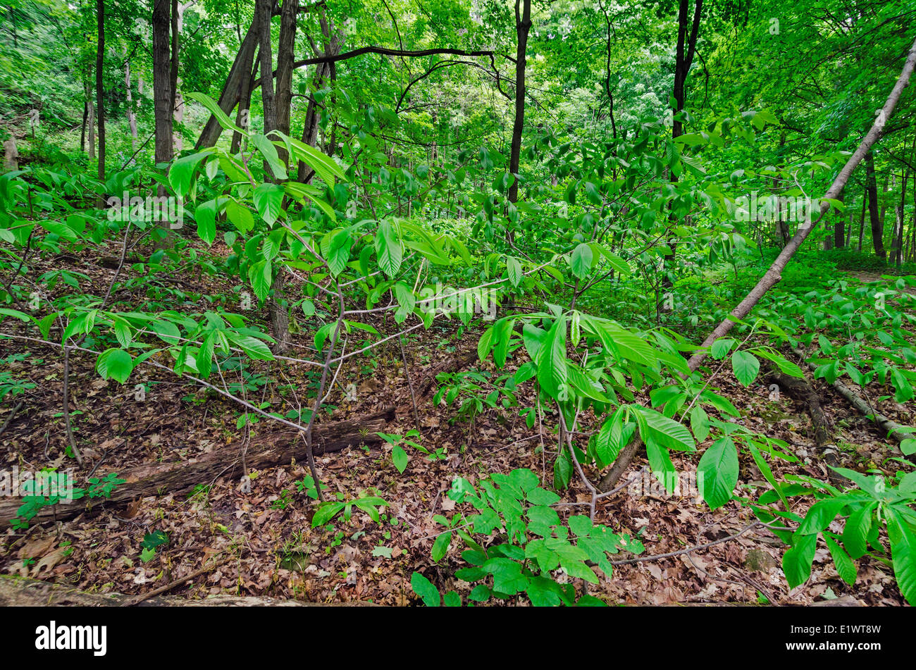 Paw Paw tree ( Asimina triloba ). Foresta Carolinian nella Scarpata del Niagara. Woodend Area di Conservazione in Niagara Greenbelt Foto Stock