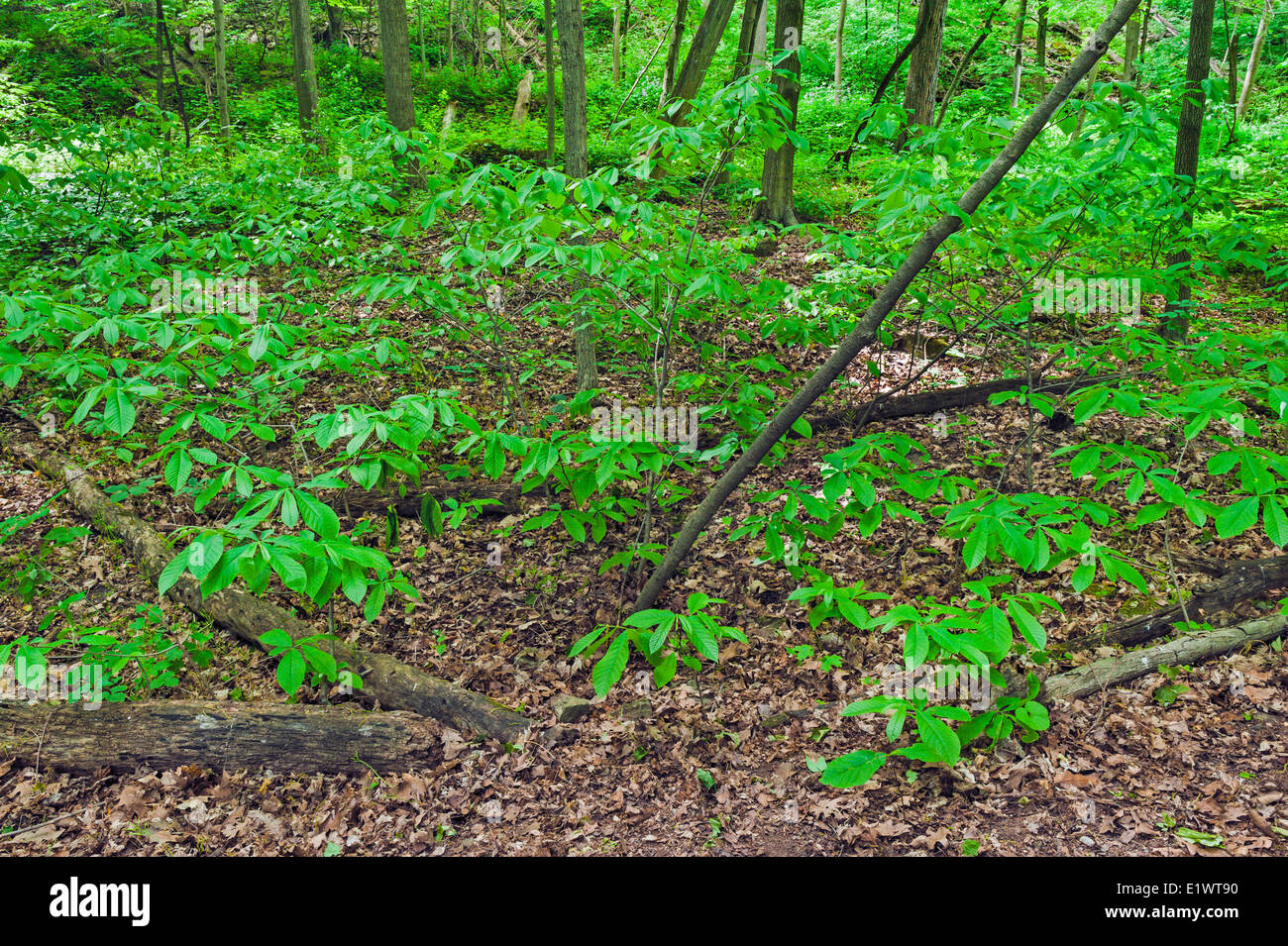 Paw Paw tree ( Asimina triloba ). Foresta Carolinian nella Scarpata del Niagara. Woodend Area di Conservazione in Niagara Greenbelt Foto Stock