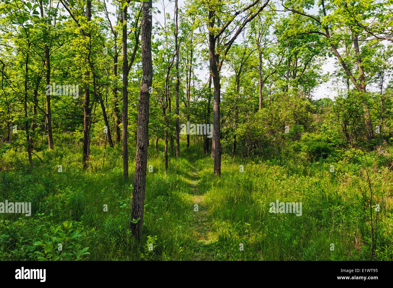 Gli alberi di noce nera (Juglans nigra) Carolinian nella foresta. Ruthven Park National Historic Site, Ontario. In Canada. Foto Stock