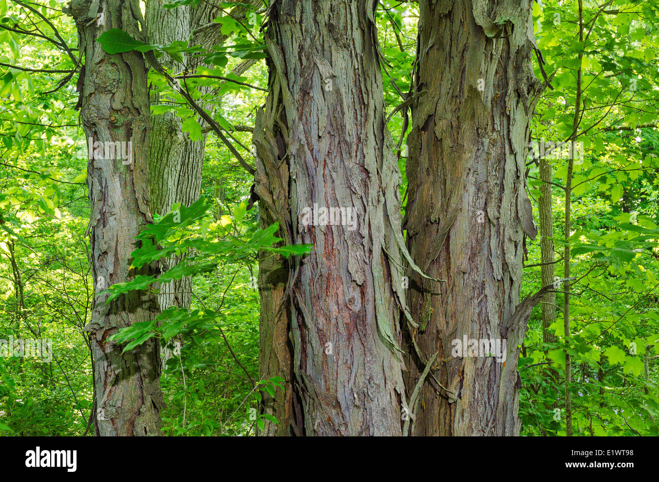 Shagbark Hickory (Carya ovata) Carolinian nella foresta. Ruthven Park National Historic Site, Ontario. In Canada. Foto Stock