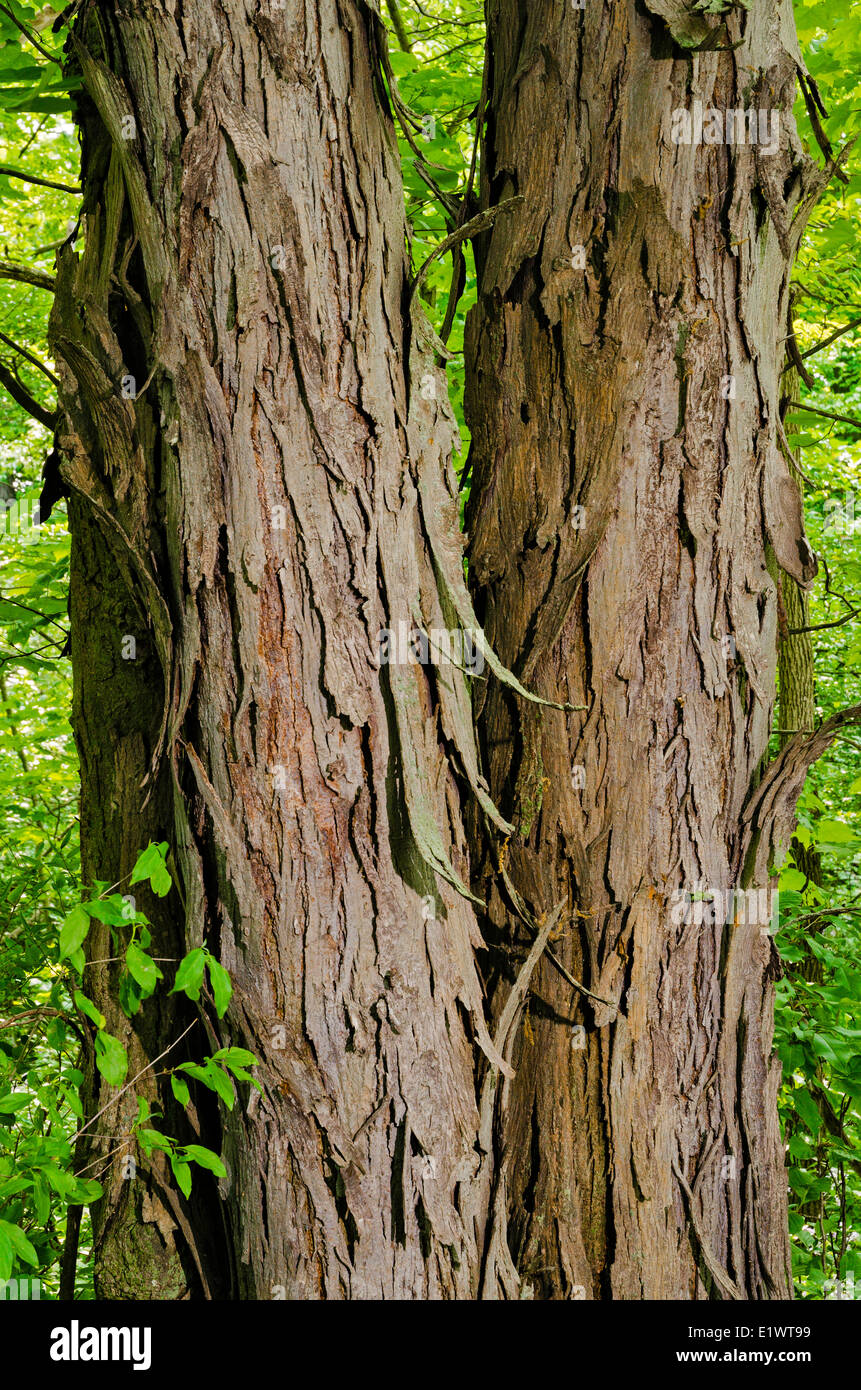 Shagbark Hickory (Carya ovata) Carolinian nella foresta. Ruthven Park National Historic Site, Ontario. In Canada. Foto Stock