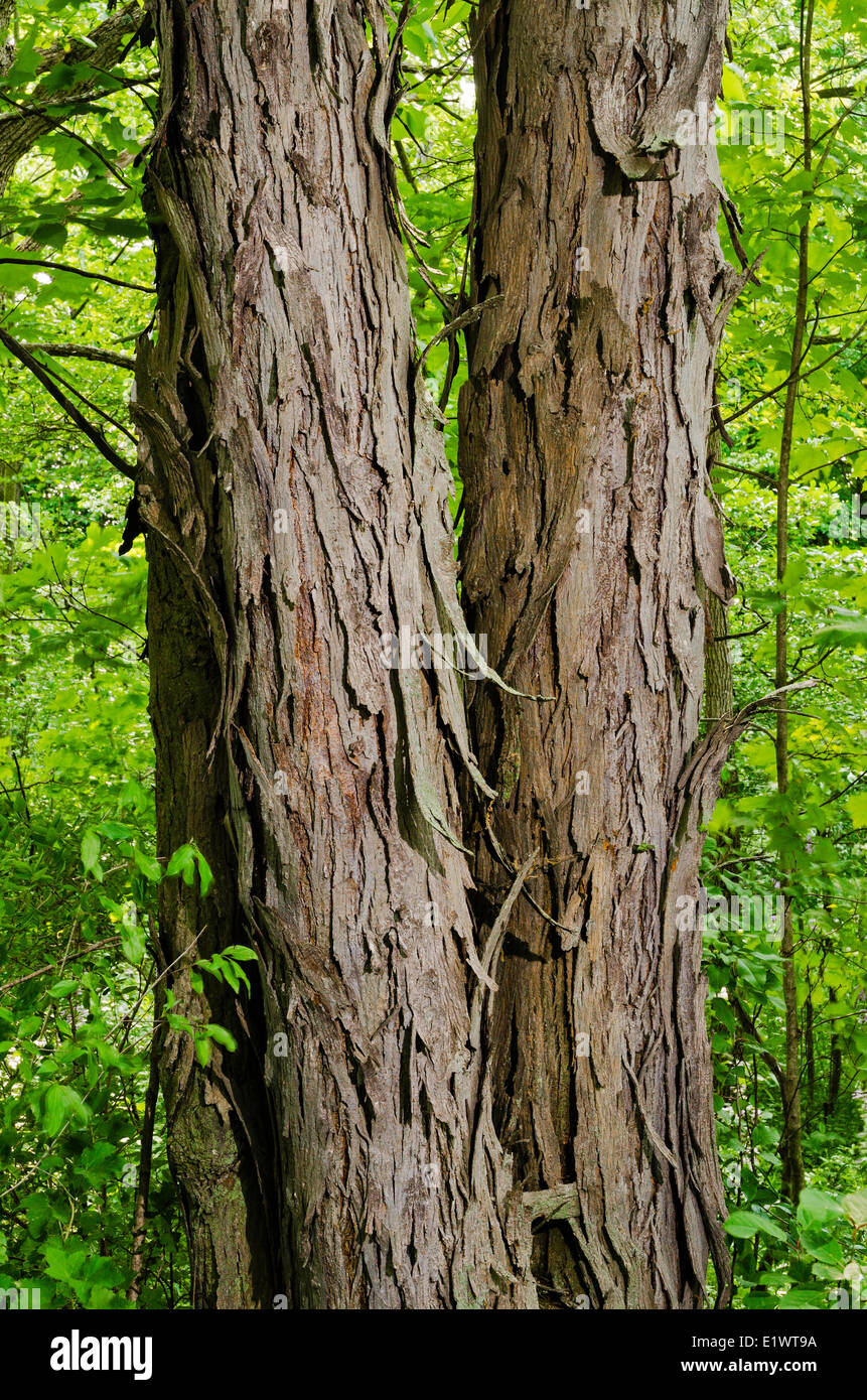 Shagbark Hickory (Carya ovata) Carolinian nella foresta. Ruthven Park National Historic Site, Ontario. In Canada. Foto Stock