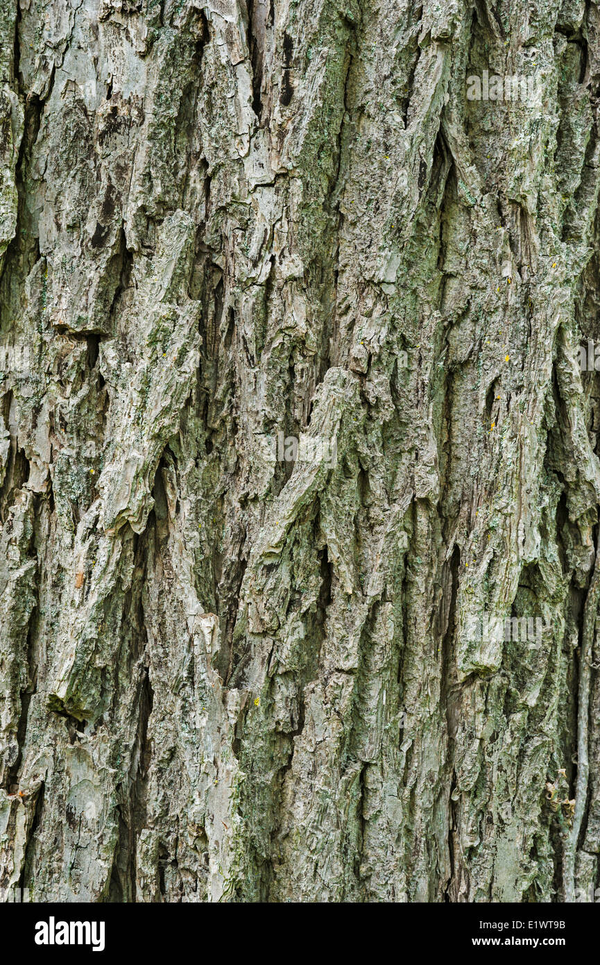Black Walnut Tree (Juglans nigra). Carolinian foresta nella regione del Niagara. Short Hills Parco Provinciale, Ontario. In Canada. Foto Stock
