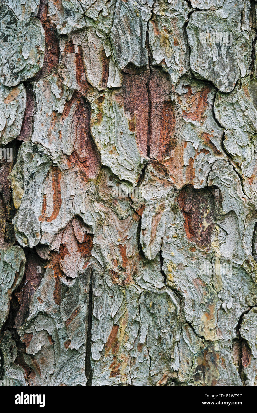 La Norvegia di corteccia di abete rosso (Picea abies) nella regione del Niagara. Short Hills Parco Provinciale, Ontario. In Canada. . Foto Stock