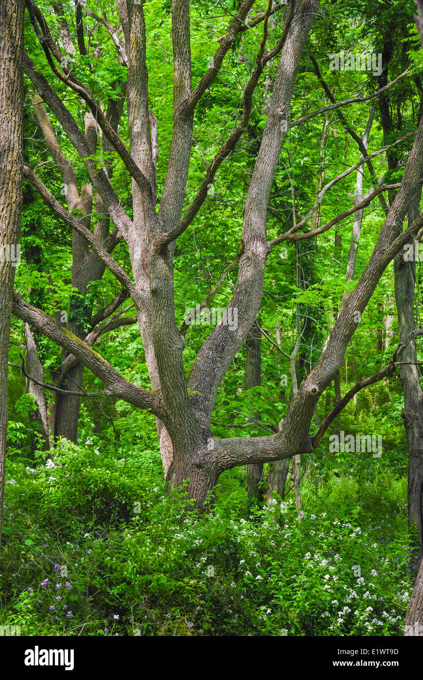 Black Walnut Tree (Juglans nigra). Carolinian foresta nella regione del Niagara. Short Hills Parco Provinciale, Ontario. In Canada. Foto Stock