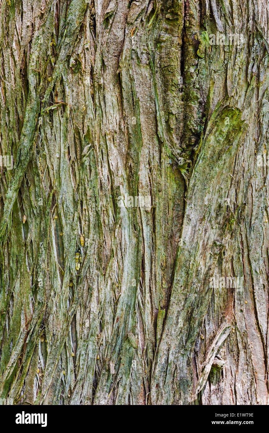 Orientale cedro bianco (Thuja occidentalis) nella regione del Niagara. Short Hills Parco Provinciale, Ontario. In Canada. Foto Stock