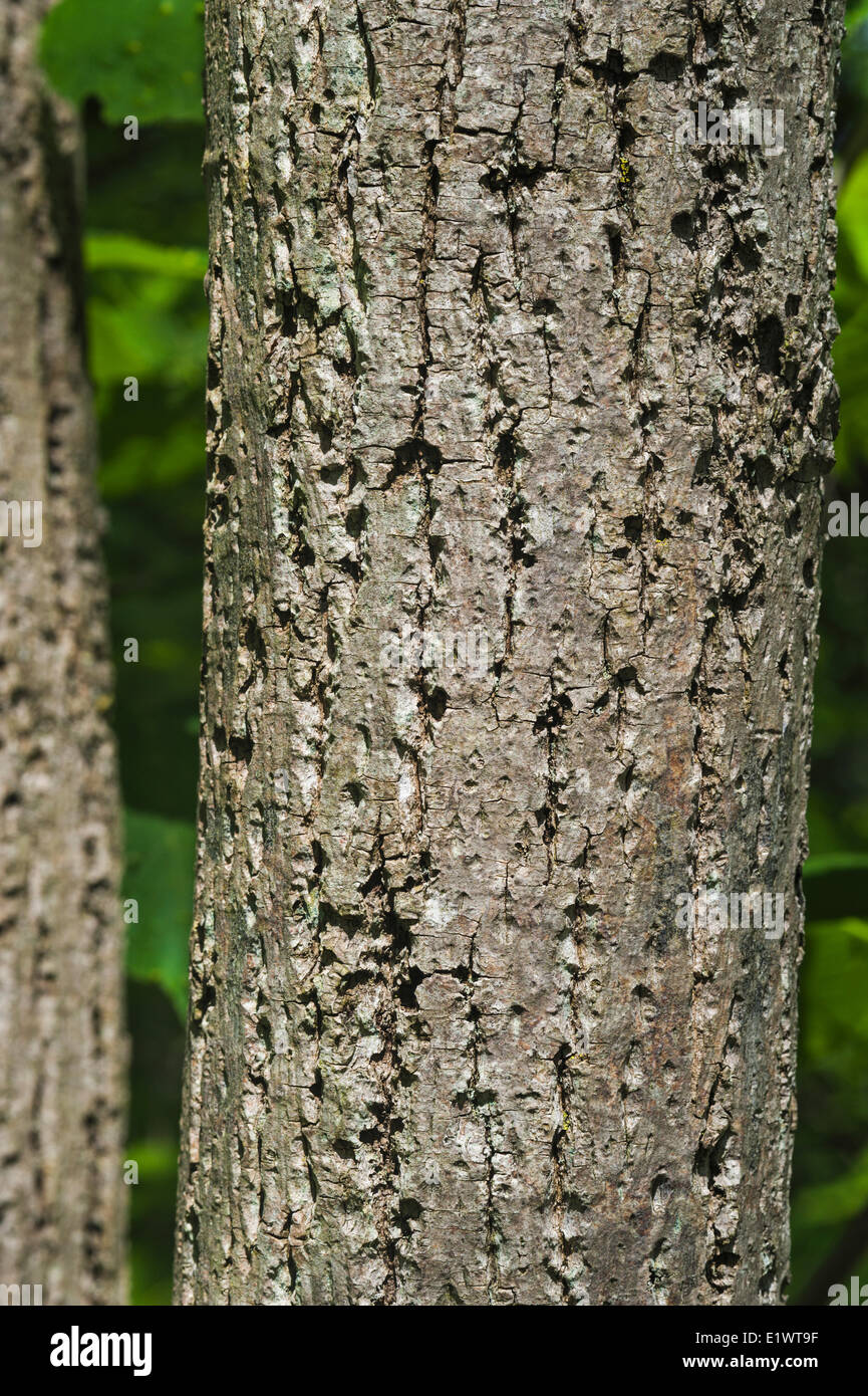 American Basswood (Tilia americana) nella foresta Carolinian nella regione del Niagara. Short Hills Parco Provinciale, Ontario. In Canada. Foto Stock