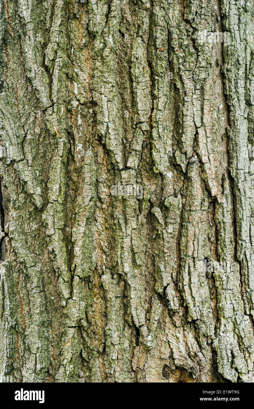 Maple (Acer saccharum) nella regione del Niagara. Short Hills Parco Provinciale, Ontario. In Canada. Foto Stock