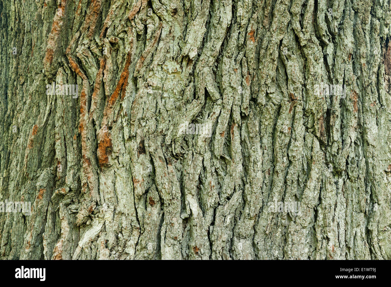 Quercia bianca (Quercus alba) nella regione del Niagara. Short Hills Parco Provinciale, Ontario. In Canada. Foto Stock