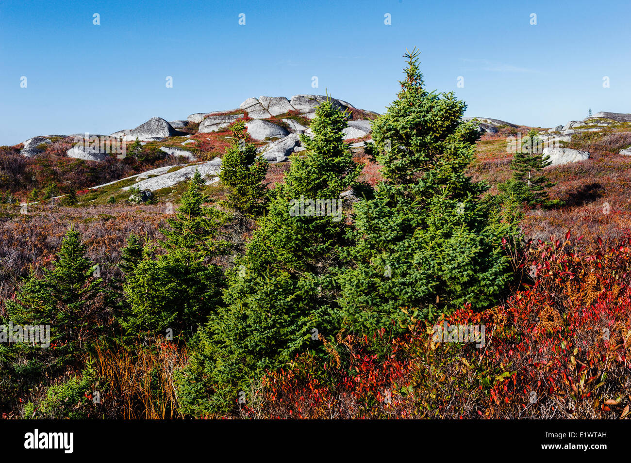 Abete rosso (Picea rubens) alberi & Devoniano massi di granito. Peggys Cove Area di Conservazione, Nova Scotia. In Canada. Foto Stock