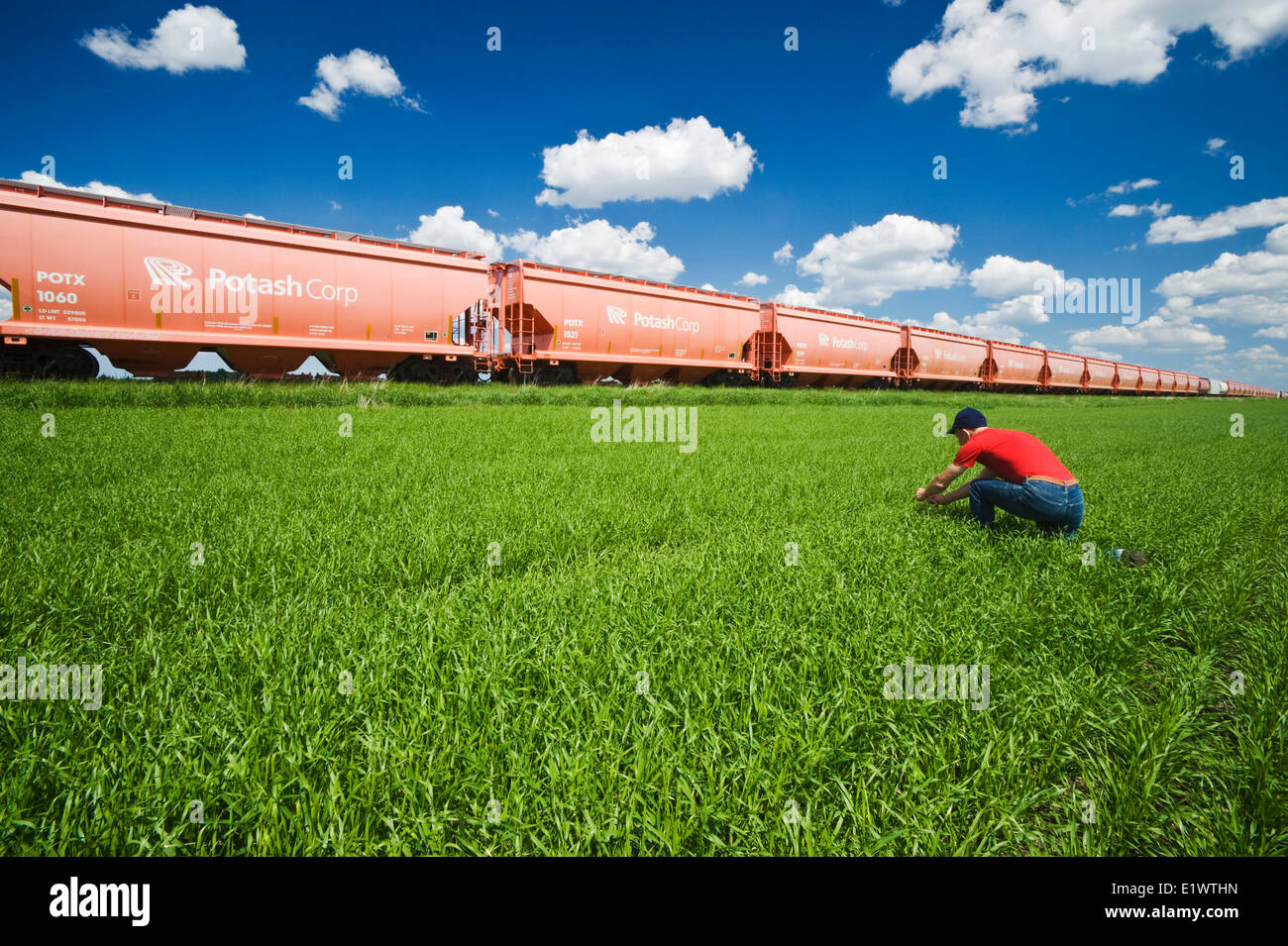 Un uomo scout una crescita precoce orzo campo accanto al cloruro di potassio rail hopper cars, vicino Carman, Manitoba Foto Stock