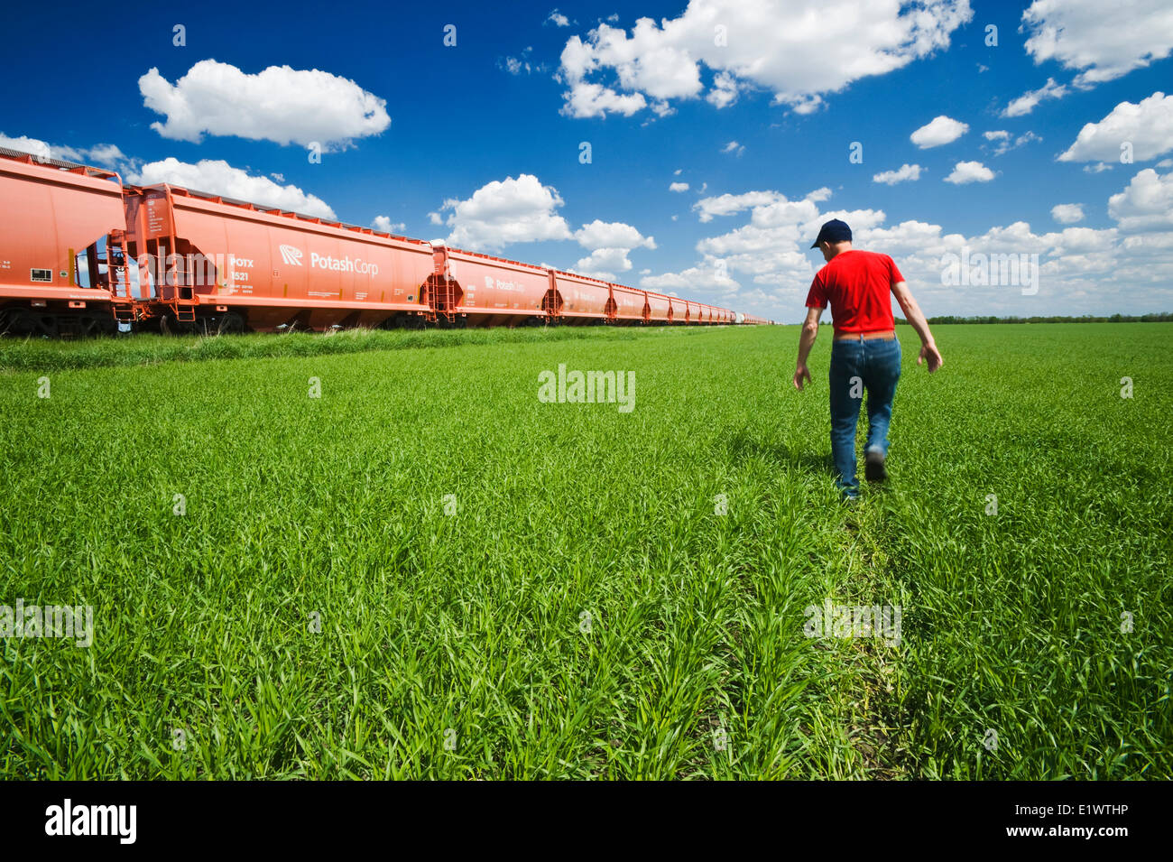 Un uomo scout una crescita precoce orzo campo accanto al cloruro di potassio rail hopper cars, vicino Carman, Manitoba Foto Stock