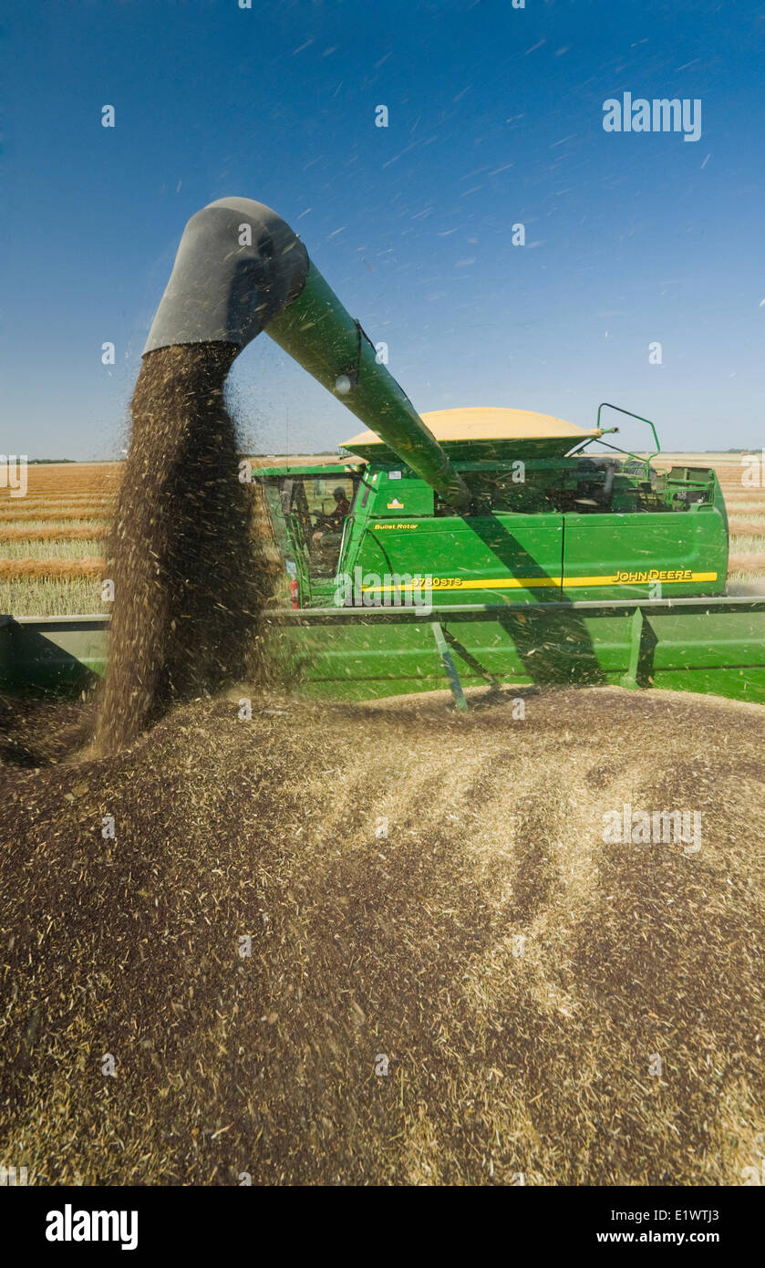 Una mietitrebbia il raccolto di canola augering mentre il raccolto in un carro di grano sul go, Manitoba, Canada Foto Stock