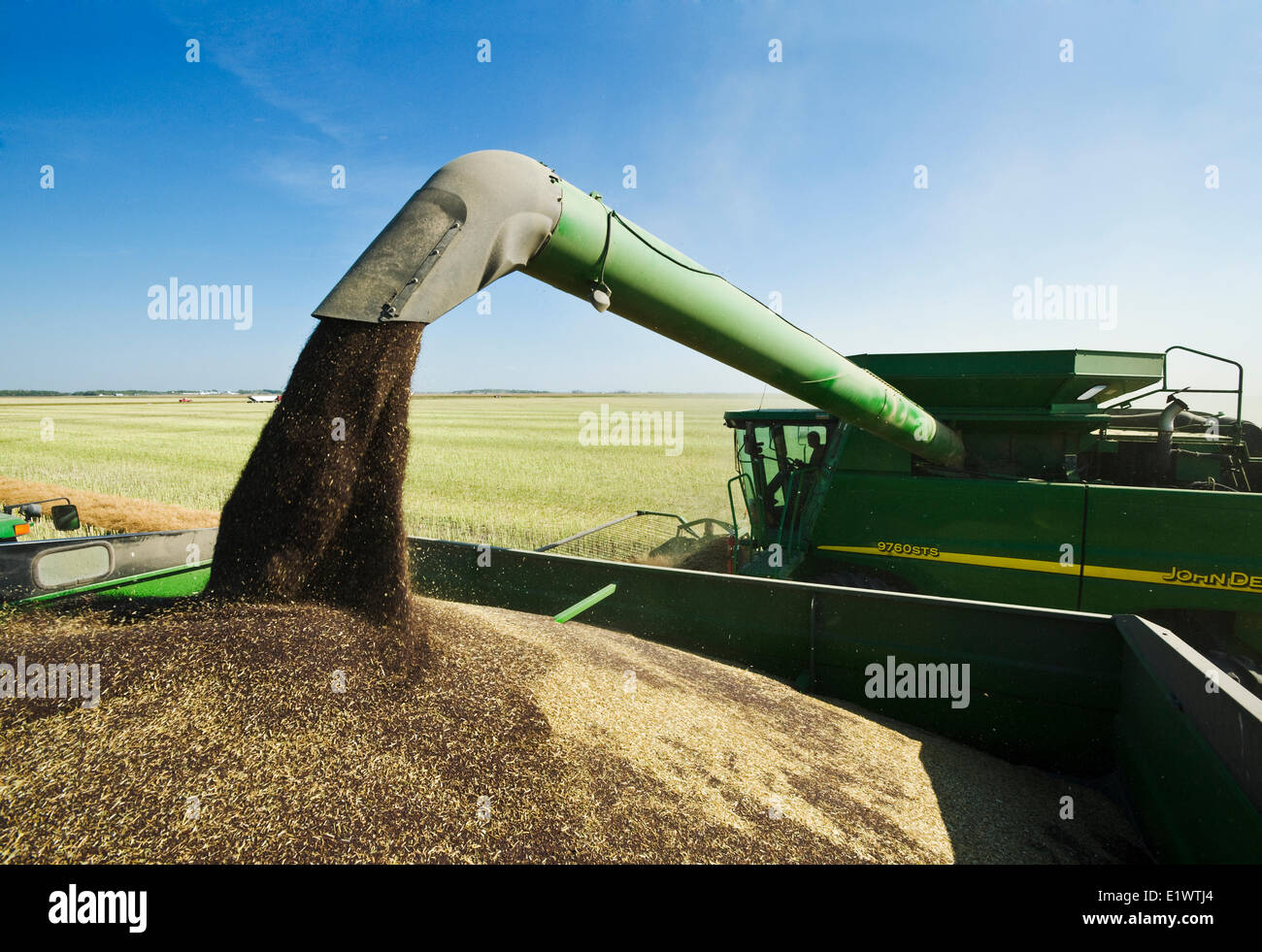 Una mietitrebbia il raccolto di canola augering mentre il raccolto in un carro di grano sul go, Manitoba, Canada Foto Stock
