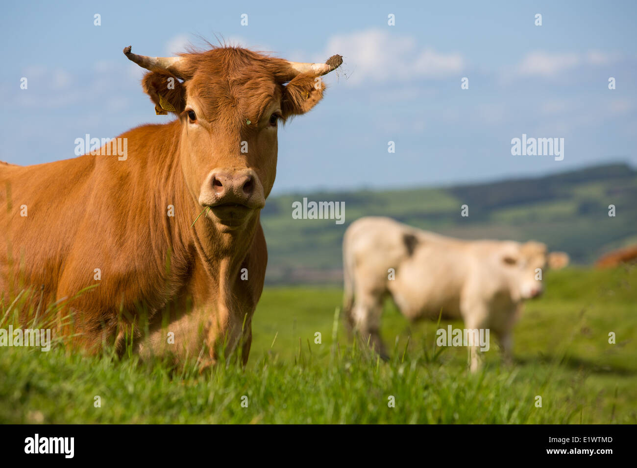 British Limousin mucca in un campo con il blu del cielo Foto Stock