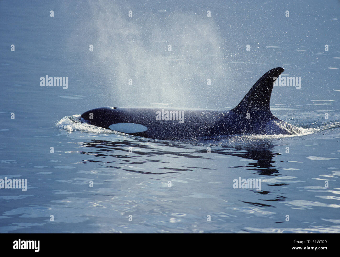 Orca (Orcinus orca) adulto (Killer Whale) trovato il glaciale artico regioni antartiche ai mari tropicali. Altamente sociale con Foto Stock